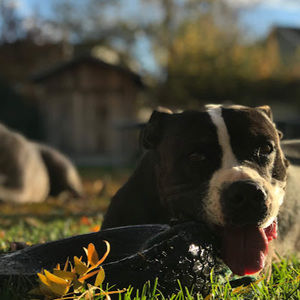 Meet your Posher, Levi